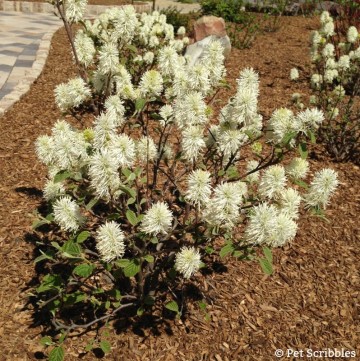 Fothergilla A Unique Easy Care Flowering Shrub Garden Sanity By