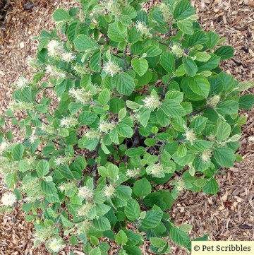 Fothergilla A Unique Easy Care Flowering Shrub Garden Sanity By