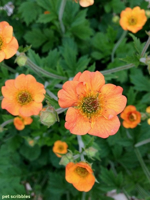 Geum Perennial Flowers For Your Garden - Garden Sanity by Pet Scribbles