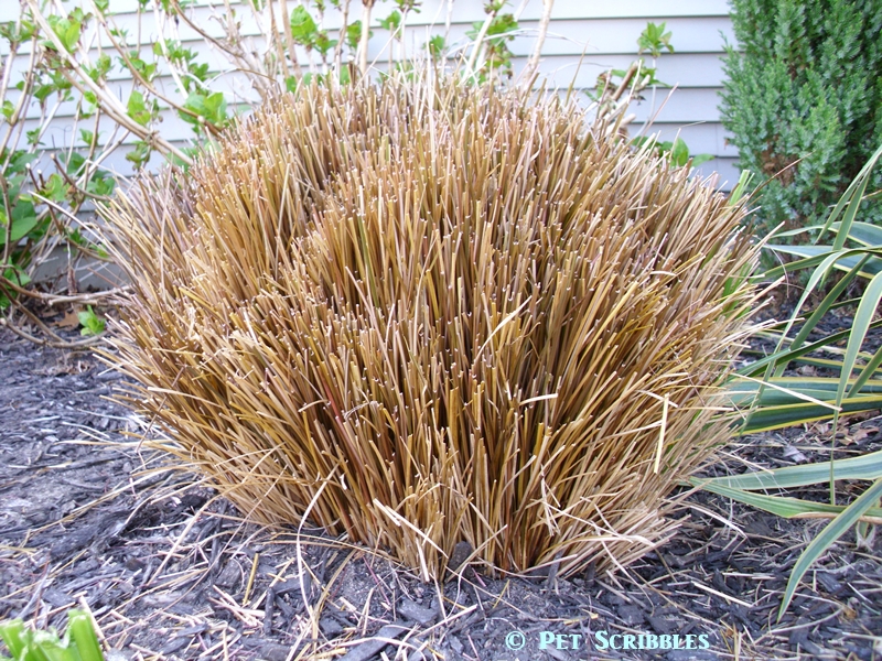 Are Ornamental Grasses Poisonous To Dogs