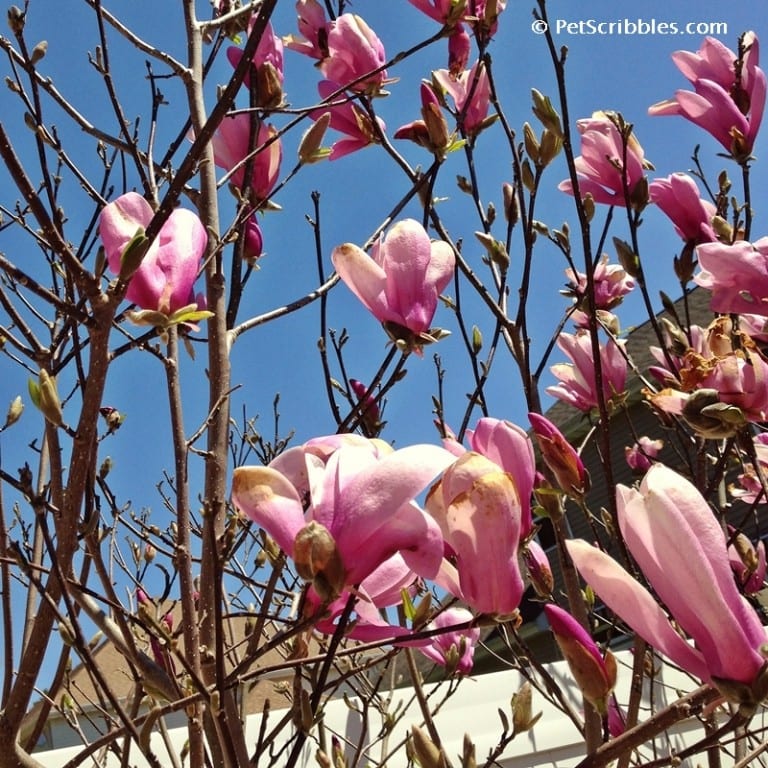 Magnolia Jane: you absolutely need this stunning flowering tree ...