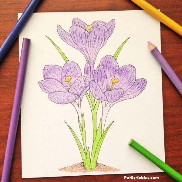 Vintage Crocus Coloring Page for Free! - Garden Sanity by Pet Scribbles