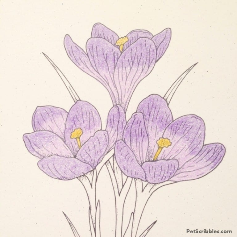 Vintage Crocus Coloring Page for Free! - Garden Sanity by Pet Scribbles