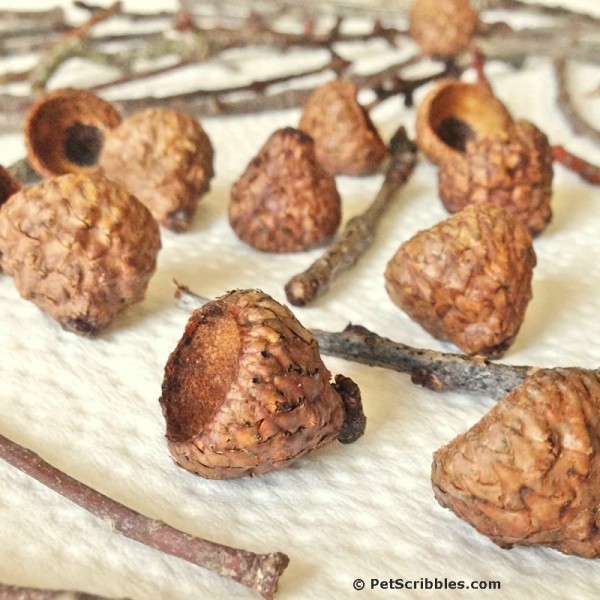 Charming Fairy Garden Mushrooms From Acorns And Twigs! - Garden Sanity 