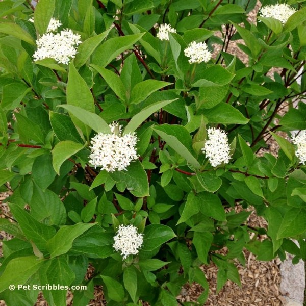 Surprise: our Red Twig Dogwoods are blooming! - Garden Sanity by Pet ...