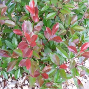 Red Tip Photinia Is One Of My Favorite Evergreens! - Garden Sanity By 