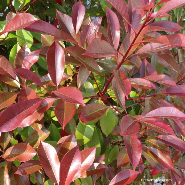 Red Tip Photinia is one of my favorite evergreens! - Garden Sanity by ...