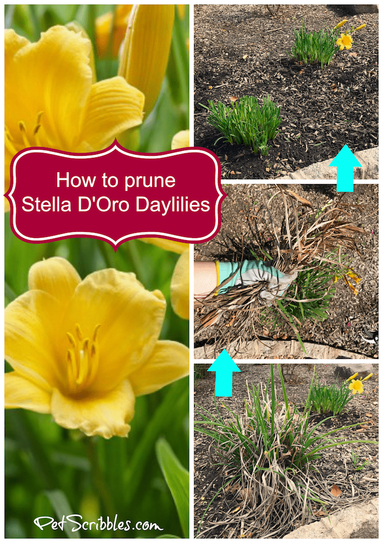 How To Prune Stella D Oro Daylilies Garden Sanity By Pet Scribbles