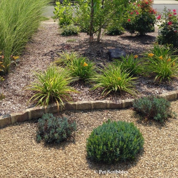 Bog Rosemary Facts You Need to Know (Andromeda Polifolia) - Garden ...