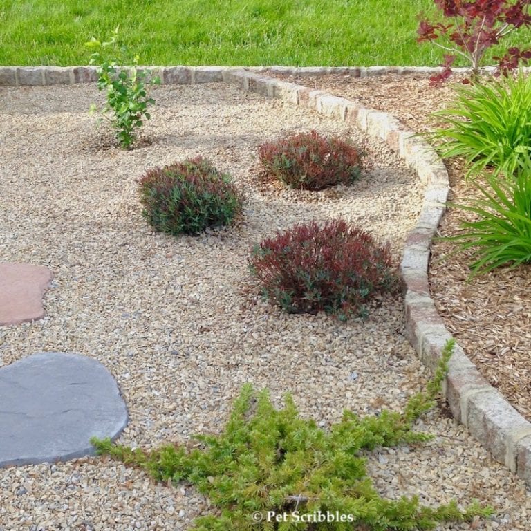 Bog Rosemary Facts You Need to Know (Andromeda Polifolia) - Garden ...