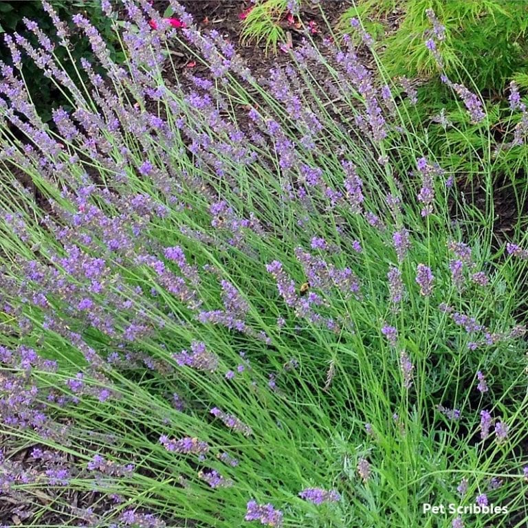 Lavender Phenomenal: best lavender for heat and humidity! - Garden ...