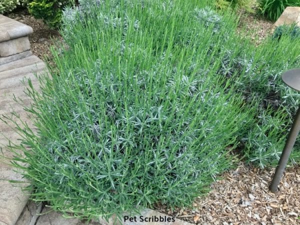Lavender Phenomenal: best lavender for heat and humidity! - Garden ...