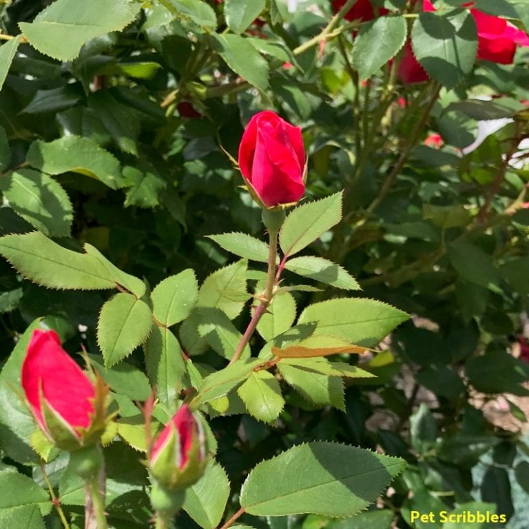 Should You Deadhead Knockout Roses? Garden Sanity by Pet Scribbles