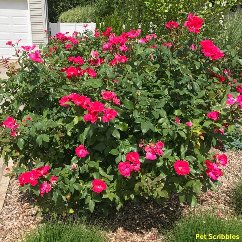 Should You Deadhead Knockout Roses? - Garden Sanity by Pet Scribbles