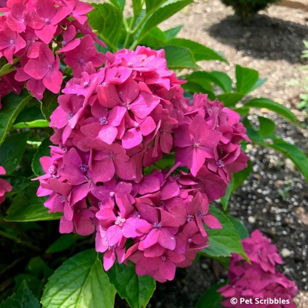 Pia Hydrangea: a pink dwarf hydrangea you'll love! - Garden Sanity by ...