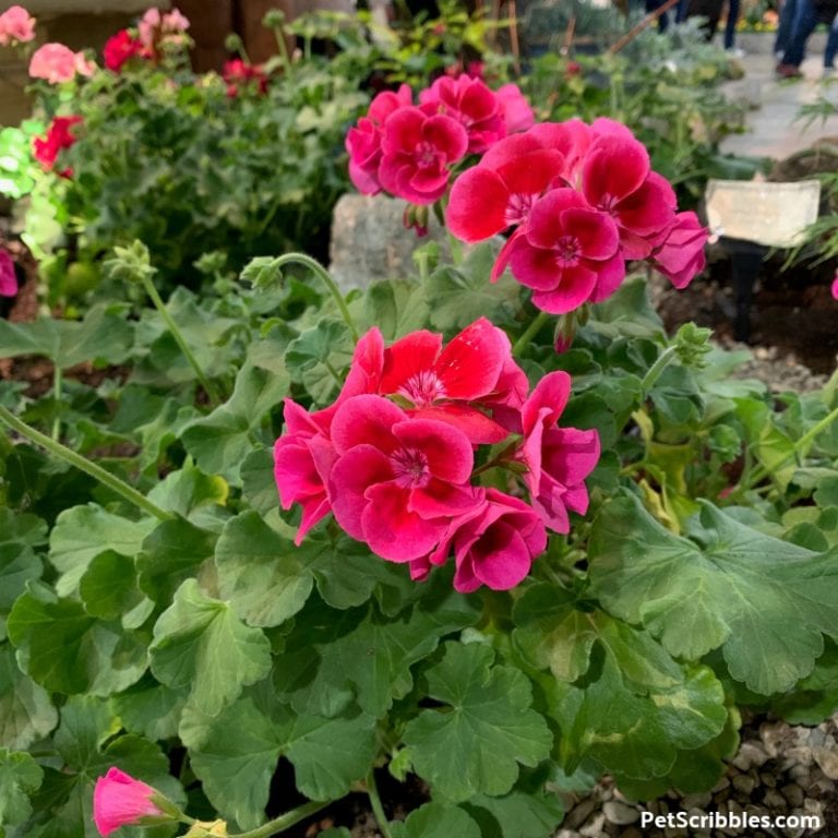 Geranium Care — How to Grow Annual Geraniums - Garden Sanity by Pet ...