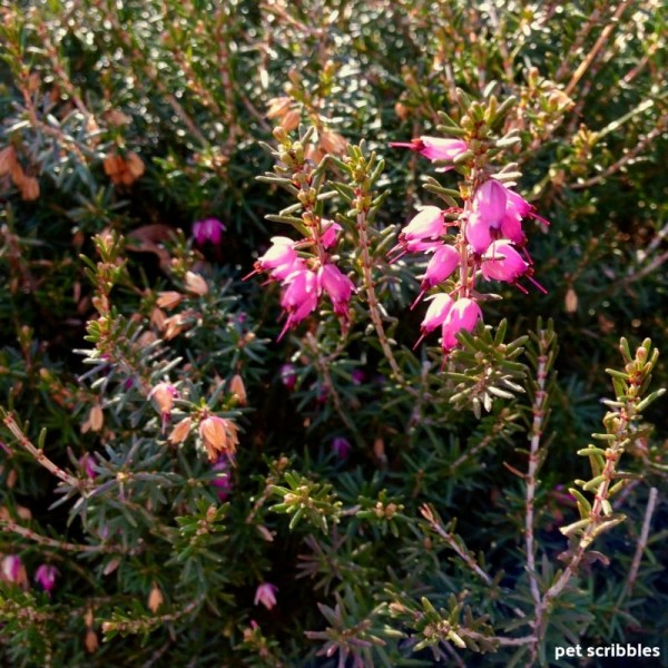 Kramer’s Red Winter Heath - Garden Sanity by Pet Scribbles