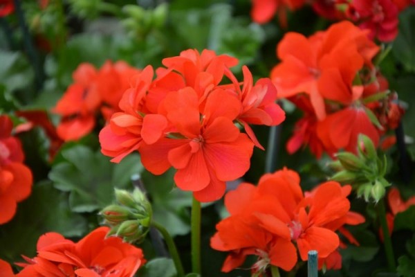 Geranium Care — How to Grow Annual Geraniums - Garden Sanity by Pet ...