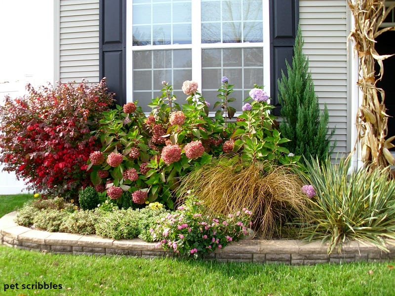 How to Get Brilliant Fall Color in the Garden - Garden Sanity by Pet ...