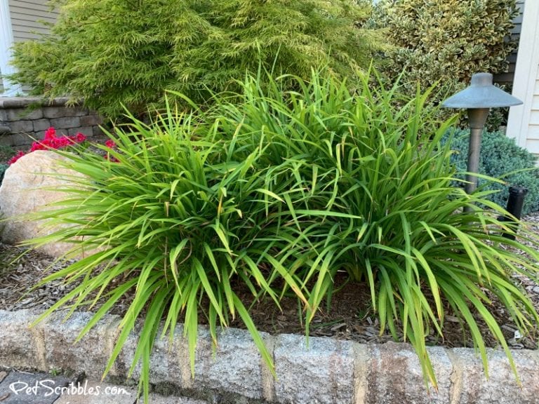 How to Prune Stella D'Oro Daylilies - Garden Sanity by Pet Scribbles