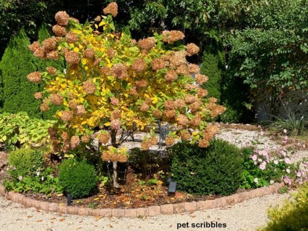 Limelight Hydrangea Tree Fall Color - Garden Sanity by Pet Scribbles