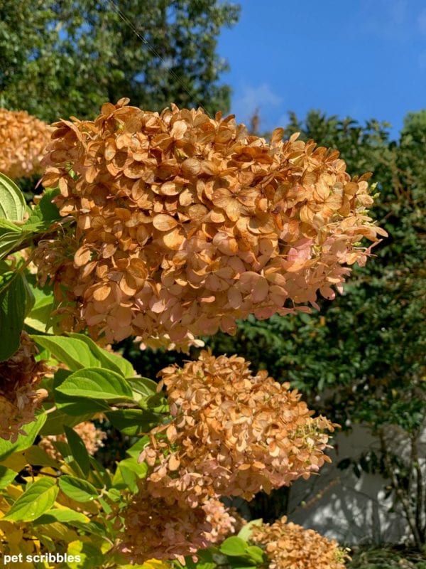 Limelight Hydrangea Tree Fall Color - Pet Scribbles