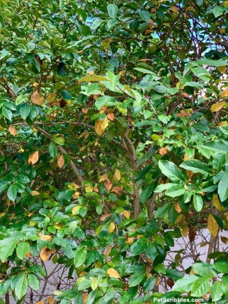 Jane Magnolia Tree in Fall: does it have any color? - Garden Sanity by ...