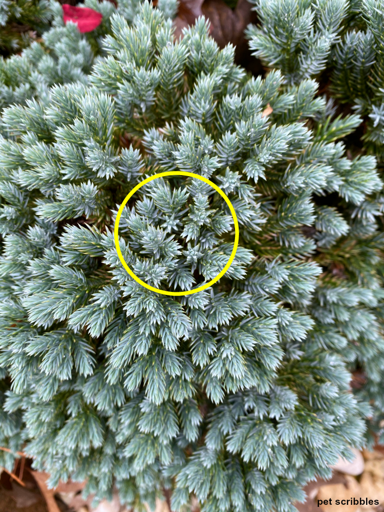 Image of Blue juniper shrub close-up of needles