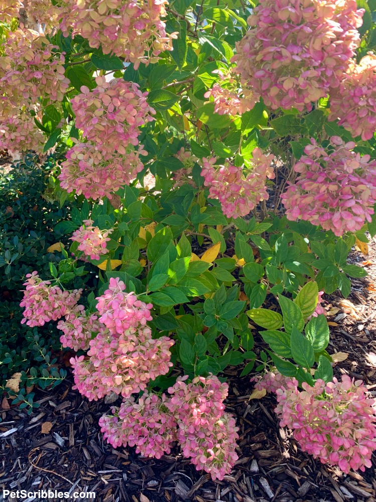 Little Lime Hydrangea — Your Ultimate Guide - Pet Scribbles