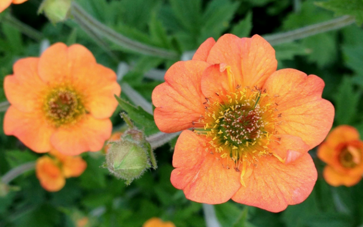 Geum Perennial Flowers for your Garden