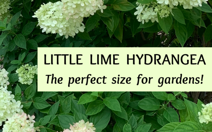 Little Lime Hydrangea Care