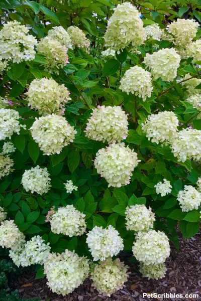 Little Lime Hydrangea — Your Ultimate Guide - Pet Scribbles