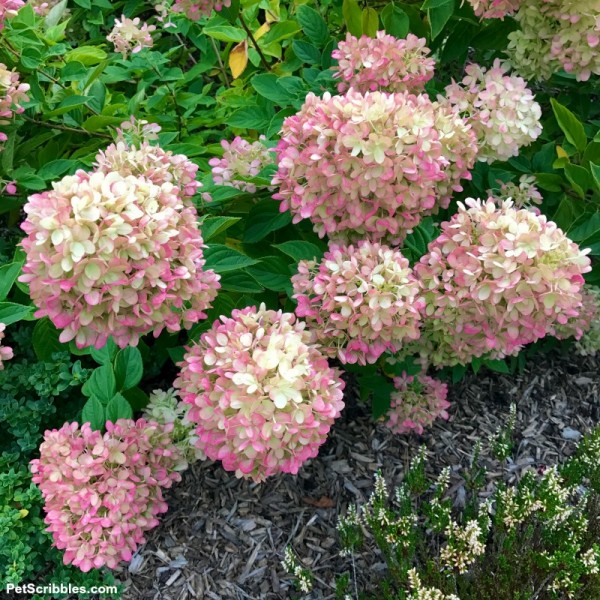 Little Lime Hydrangea — Your Ultimate Guide - Garden Sanity by Pet ...