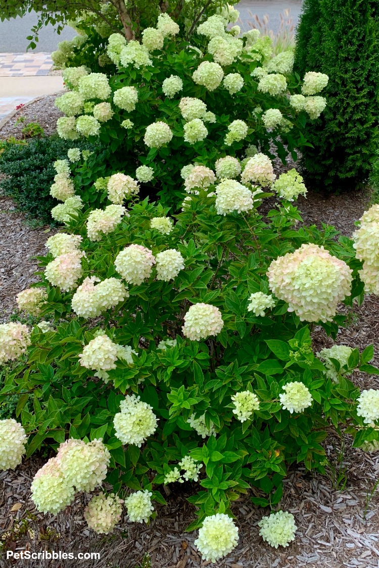 landscaping with Little Lime Hydrangeas