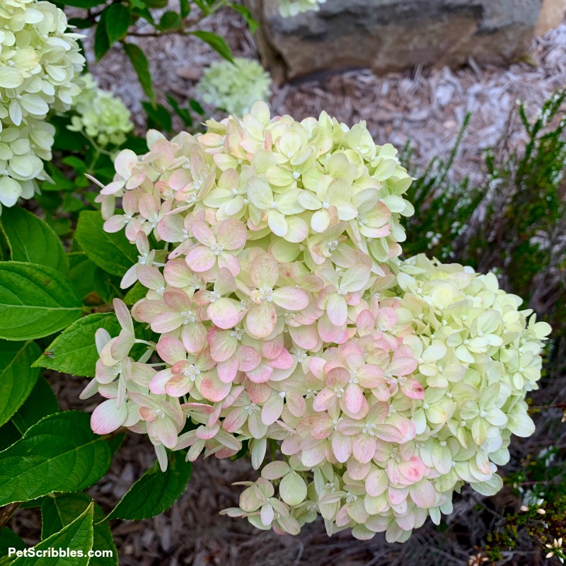 pale lime and pale pink hydrangea blooms