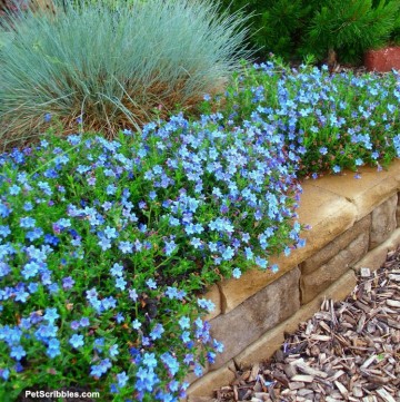 Pruning Ornamental Grasses: short, medium, tall - Garden Sanity by Pet ...