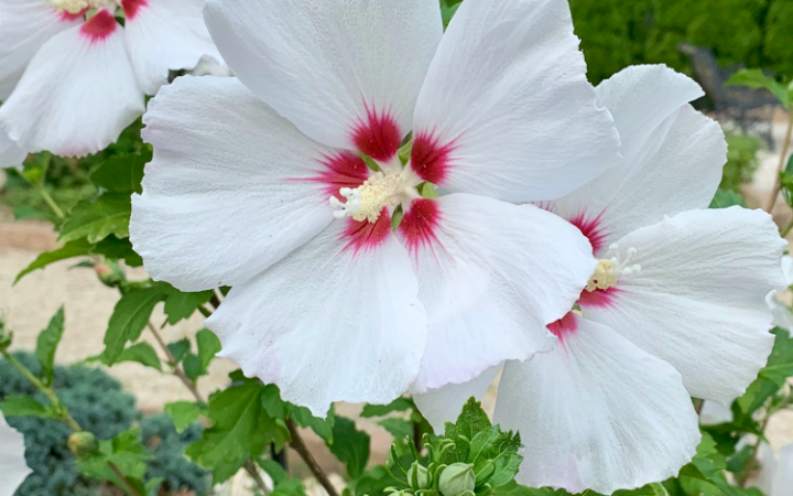 Helene Rose of Sharon with lovely non-stop white ruffled blooms