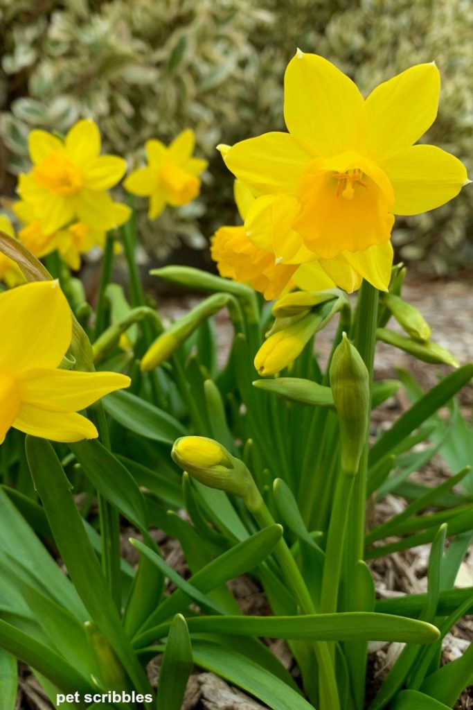 When To Cut Back Daffodils - Garden Sanity by Pet Scribbles
