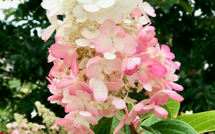 Pinky Winky Hydrangea Care, Your Ultimate Guide