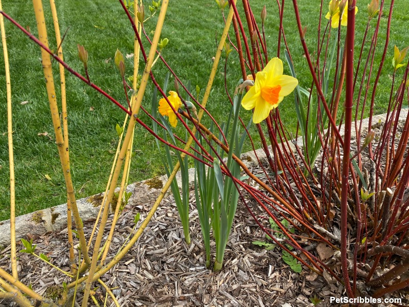 daffodils and red and yellow twig dogwoods