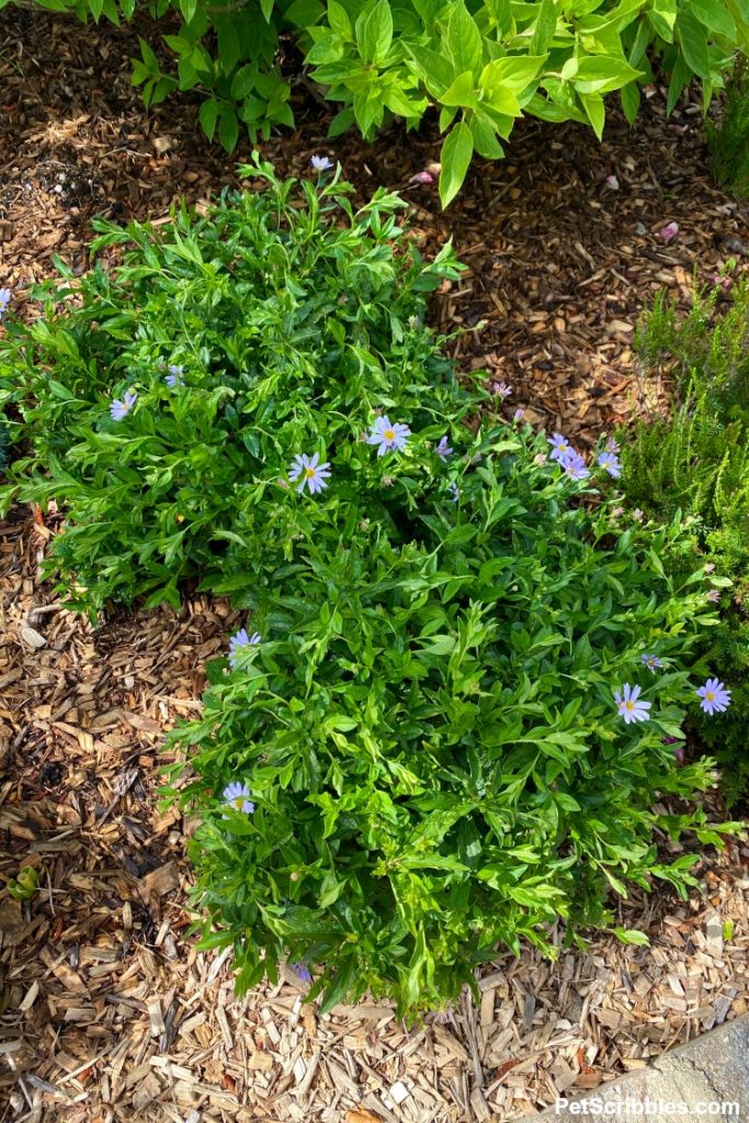 Blue Star Kalimeris or False Aster loves heat and humidity! - Garden ...