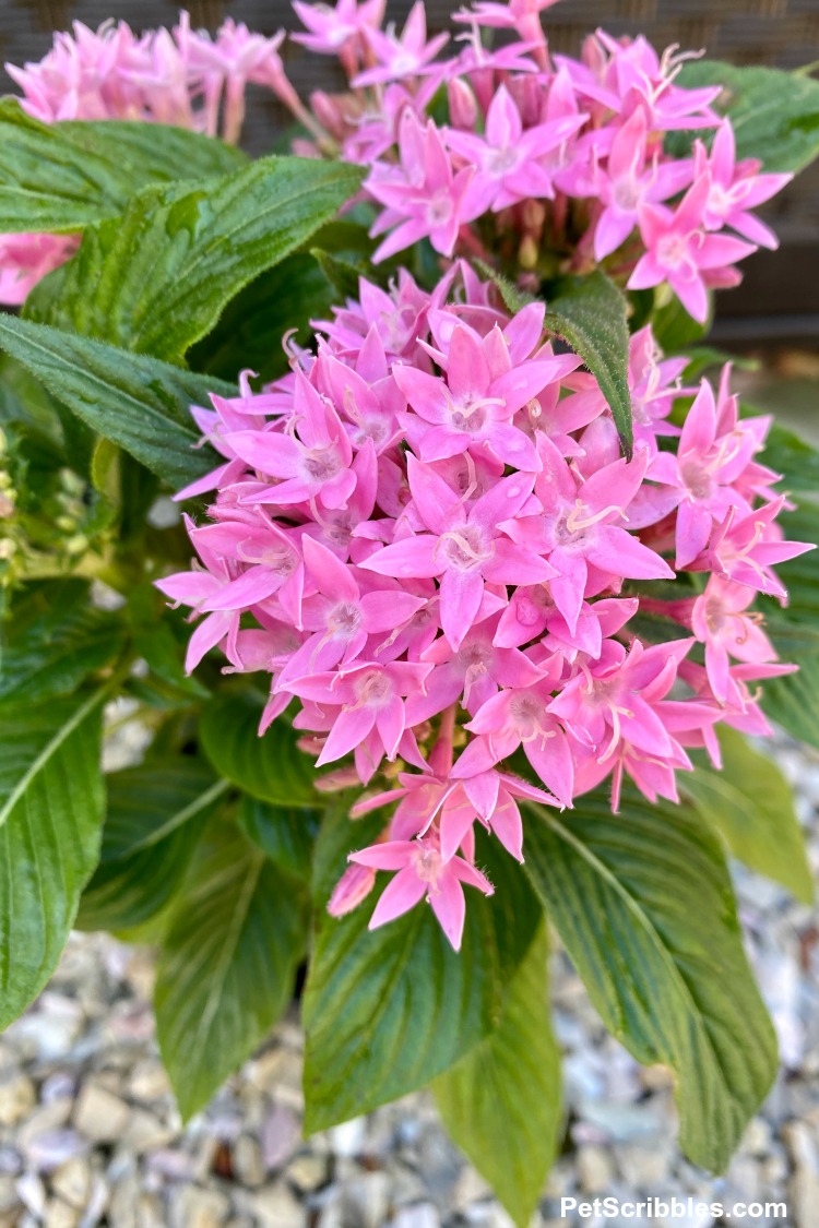 Pentas Lucky Star Pink flowers