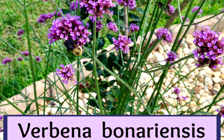 Verbena bonariensis in the garden