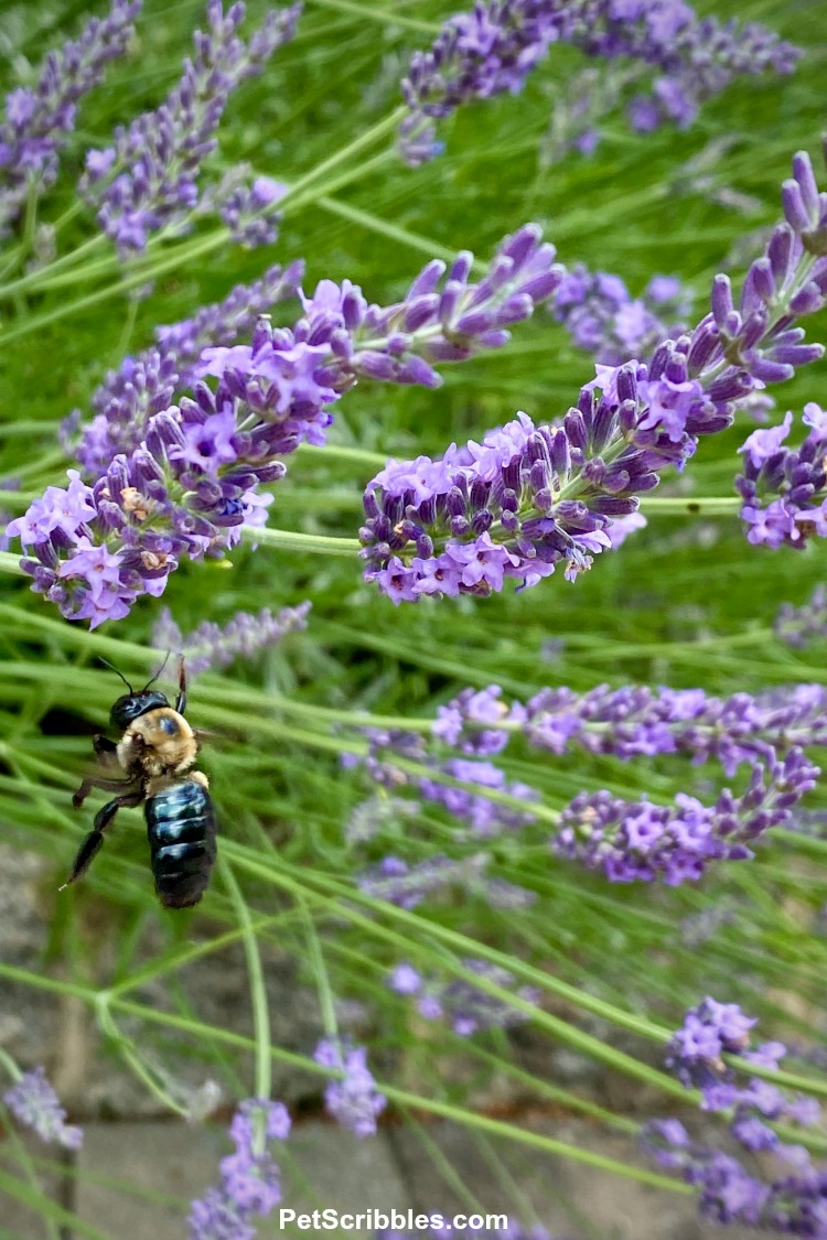 bee buzzing around lavender flowers