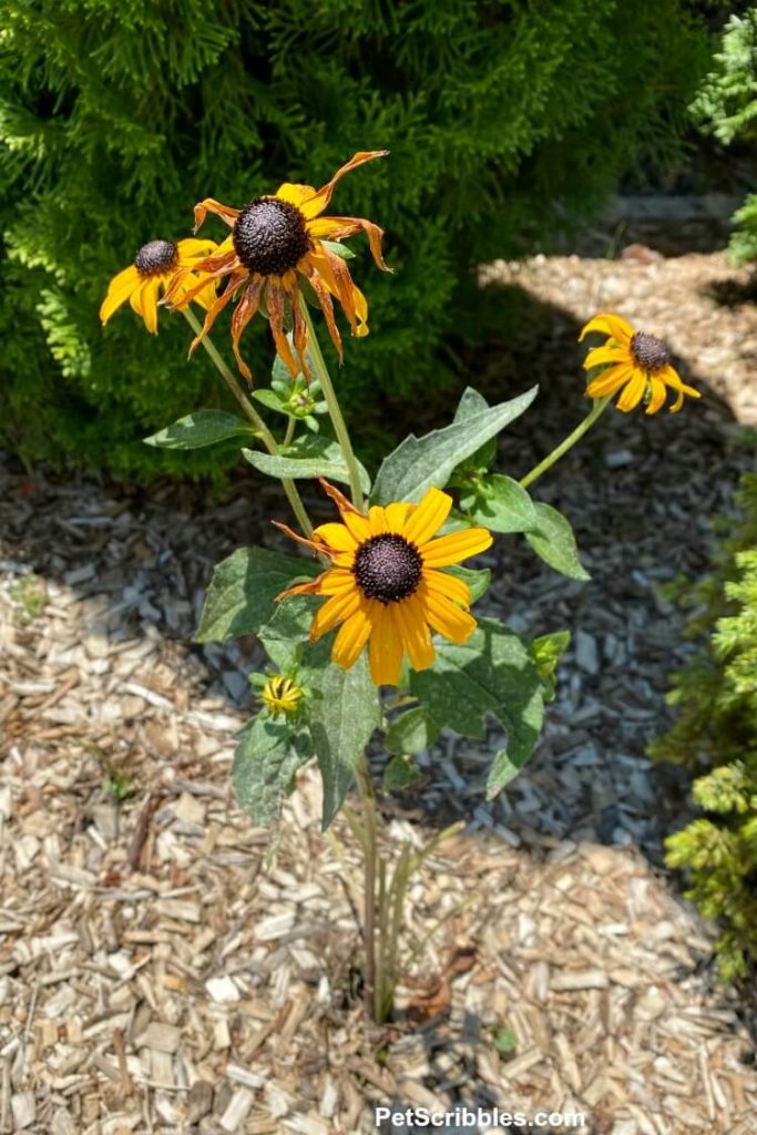 Black Eyed Susans Rudbeckia fulgida Goldsturm Garden Sanity by Pet