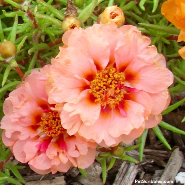 Portulaca: This plant thrives on neglect! - Garden Sanity by Pet Scribbles