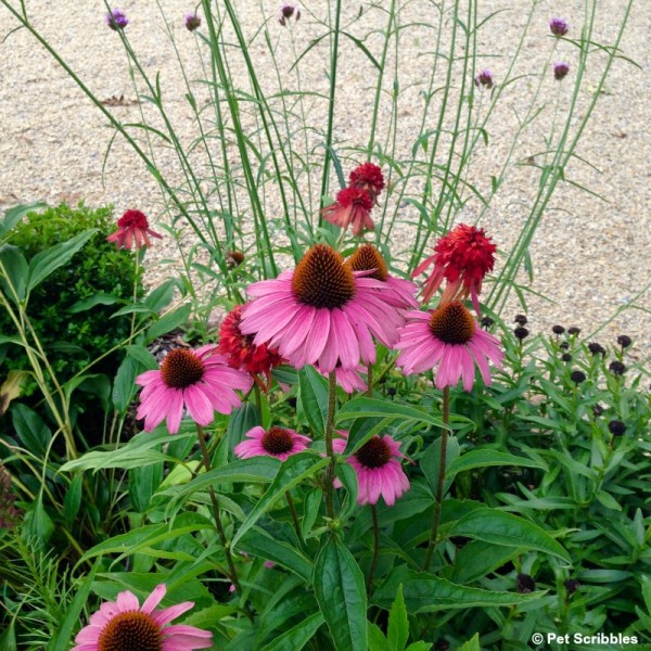 Verbena bonariensis: garden must-have or invasive weed? - Garden Sanity ...