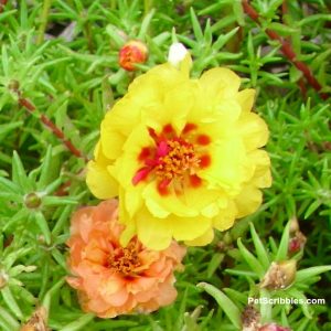 Portulaca: This plant thrives on neglect! - Garden Sanity by Pet Scribbles