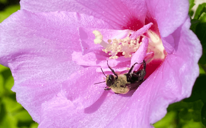 Lavender Chiffon Rose of Sharon