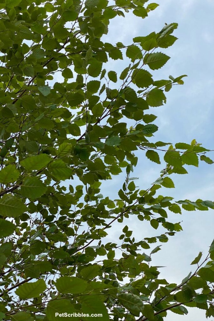 Trees and Hydrangeas Turning Brown After Tropical Storm - Garden Sanity ...